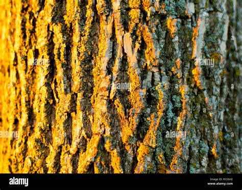 tree   sunlight stock photo alamy