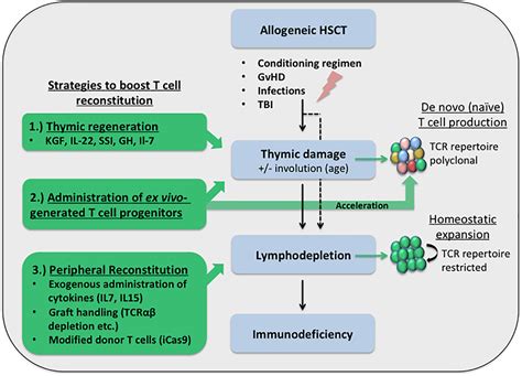 Concise Review Boosting T‐cell Reconstitution Following Allogeneic Transplantation—current