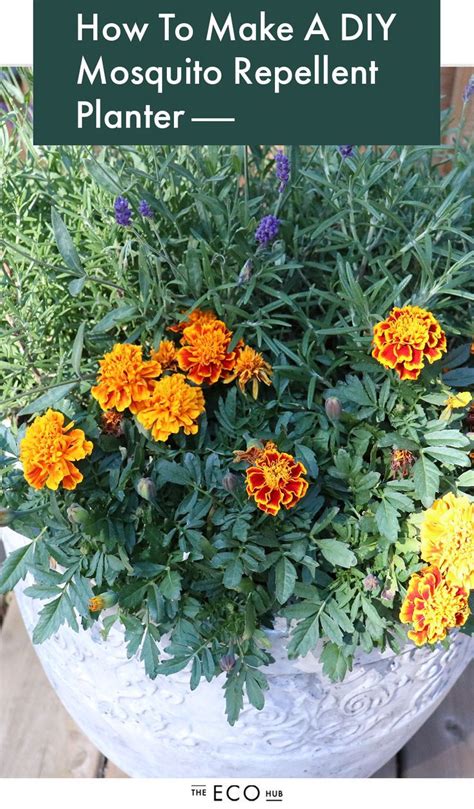 Marigolds In Garden Container Gardening Flowers Planting Flowers