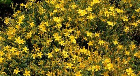 Couvre Sols Persistants Avoir Dans Son Jardin Mon Jardin Ma Maison