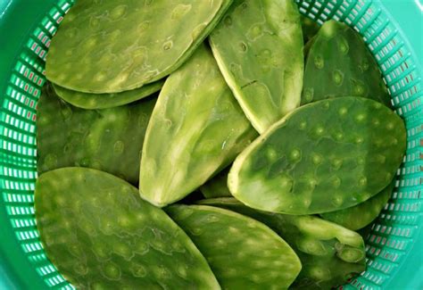 Algunos beneficios que nos ofrece el nopal o tuna Cheblender información