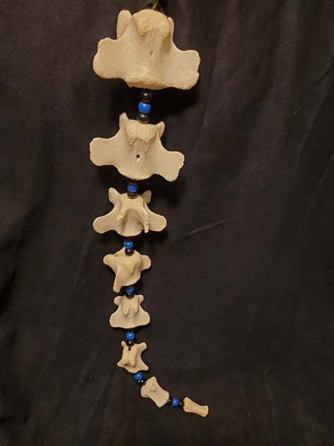 Articulated Bone Tail - Black and Blue - Oxtail - Bone Jewelry