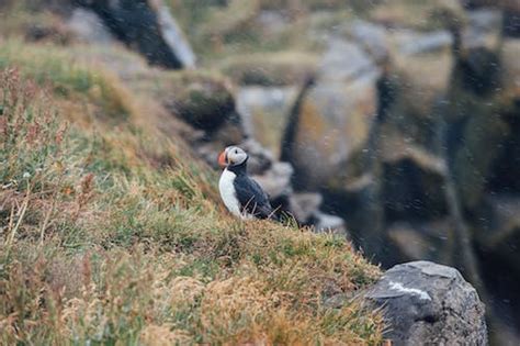 Black Atlantic Puffin · Free Stock Photo