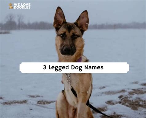 The 65 Best 3 Legged Dog Names!