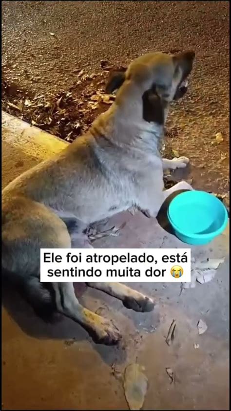 Ele Foi Atropelado Vamos Resgatar Contamos Voc S Pix