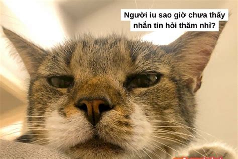 101 ảnh Meme Mèo Khó Hiểu Hài Hước Dễ Thương Chất Lượng Cao Tải Miễn Phí