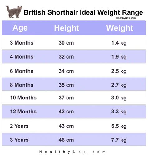 British Shorthair Weight Chart By Age Height