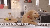 Cat Playing Piano Gif: Mèo Đánh Đàn Piano - Ecurrencythailand.com