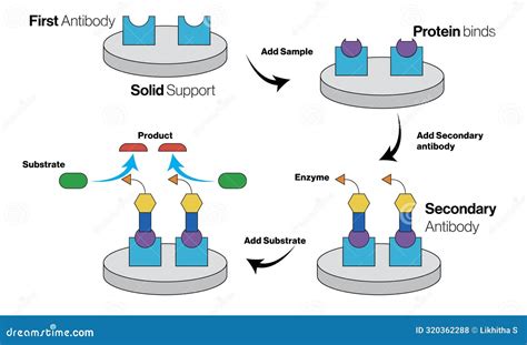 Illustration Of Enzyme Linked Immunosorbent Assay Technique In