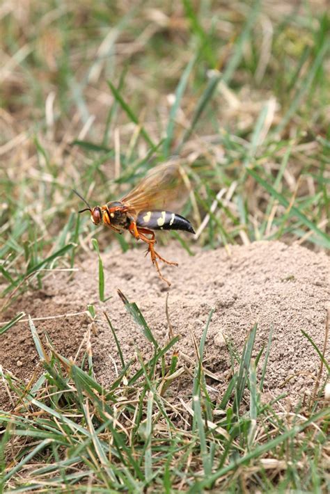 The Misunderstood Cicada Killer Wasp - Venom Pest