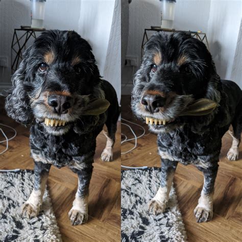 Creepy dog smile : r/oddlyterrifying