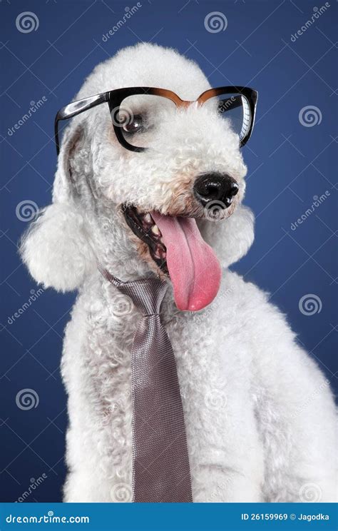 Funny dog in glasses stock image. Image of rare, themes - 26159969