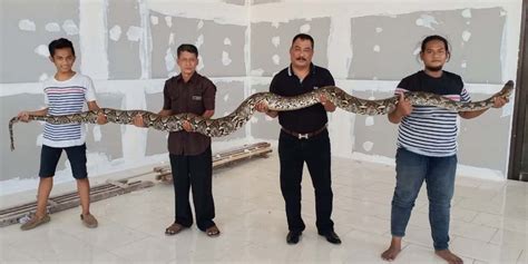 Ular Piton Sepanjang 4 5 Meter Di Belakang Kafe Gegerkan Warga Manyar