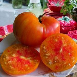 Томат Загадка природы -описание - Славный Сад