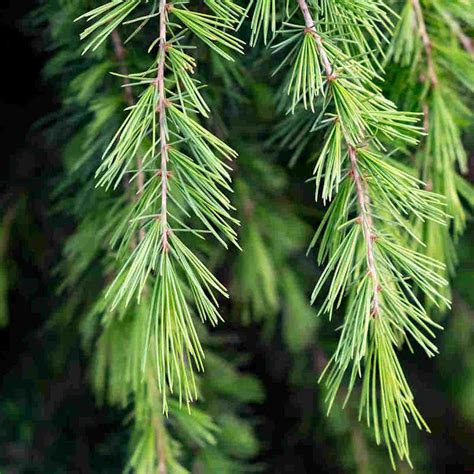 Meaning of Cedar Tree and its symbolism: Ultimate Guide - The Sleeper ...