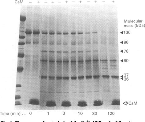 Figure 1 From Structure Function Relationship Of The Human Erythrocyte