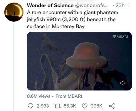 jellyfish on Tumblr