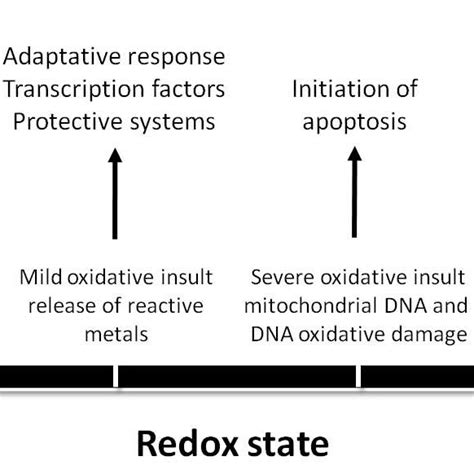 Biological Relevance Of Cellular Redox Status The Figure Describes The