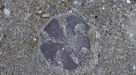 how to know if a sand dollar is alive