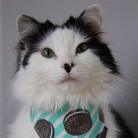 The Oreo Cat Youtube