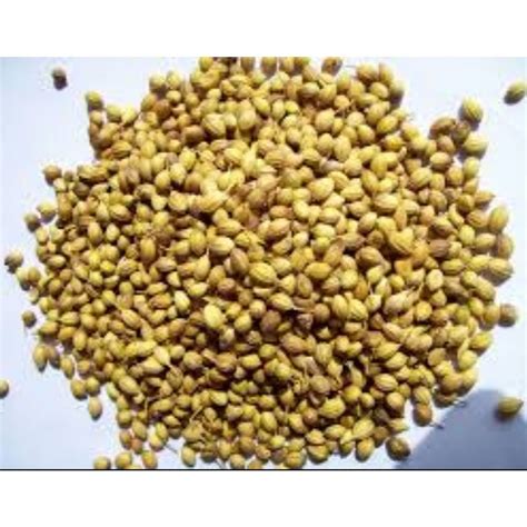 Kg Coriander Super Green Seed Packaging Type Gunny Bag At Rs Kg