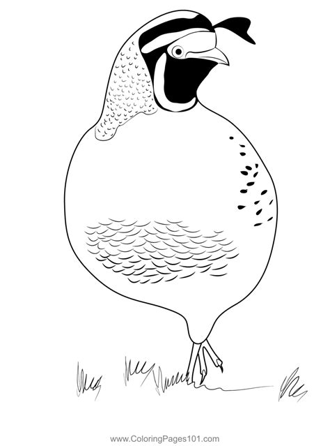 California Quail 12 Coloring Page For Kids Free Quails Printable