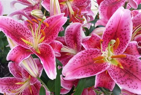 Shop Oriental Lily, Stargazer and other Seeds at Harvesting History