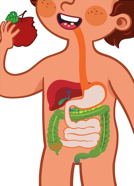 Human Digestive System Poster Clipart Cartoon Style, Vector, 59% OFF