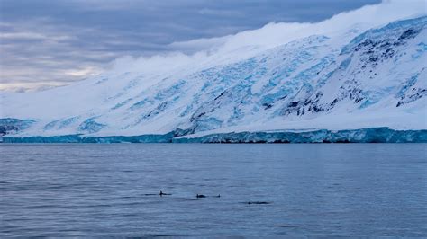 Balleny Islands Wonders Of The Southern Ocean On Behance