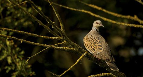 Birdtrack Migration Bto British Trust For Ornithology