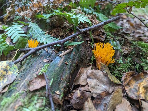 zombie fungus rmushrooms