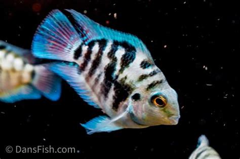 Polar Blue Parrot Cichlid Dan S Fish