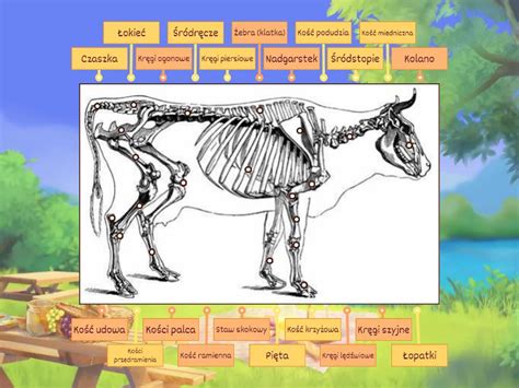 Szkielet Krowy Labelled Diagram