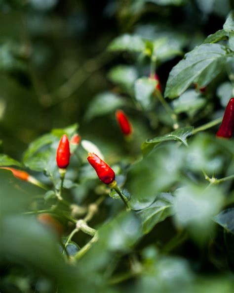 Filipino Chilli Learn About These 2 Varieties Tatler Asia