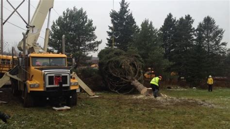 Christmas Tree For Boston To Come From Cape Breton For 1st Time Cbc News