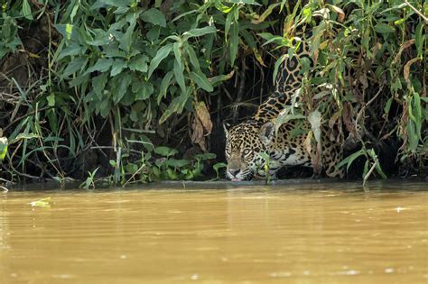 Pantanal Mato Grosso Brazil Photograph By Janet Horton Pixels