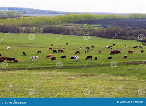 Vacas En Un Pasto De Verano Foto De Archivo Imagen De Vaca Paste