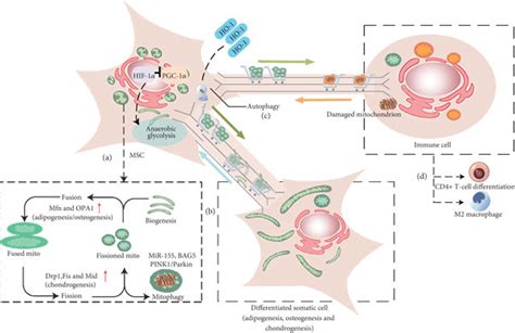 Msc Mediated Mitochondrial Transfer Impacts Cellular Metabolism And