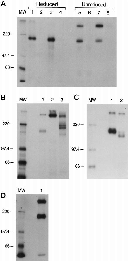 Trimer Formation Of The Amino Terminal Region Of Mucin A Cos 7 Cells Download Scientific