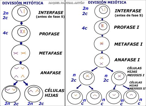 Numero De Cromosomas De Las Celulas Hijas En La Mitosis