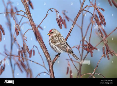 Speckled Alder Alnus Hi Res Stock Photography And Images Alamy