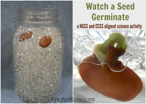 Share it! Science : DIY Seed Germination Jar: A Must-Have for Your ...