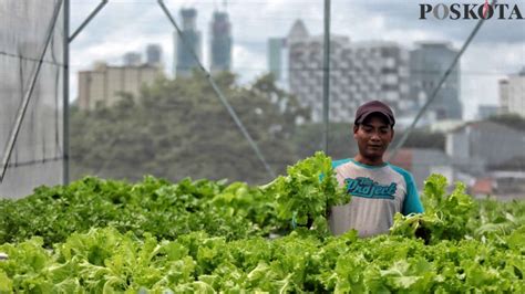 Budidaya Sayuran Hidroponik Dengan Smart Farming Di Rooftop Masjid Asy