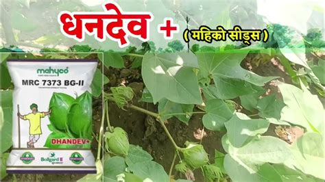 2024 नवीन कपाशी वान धनदेव प्लस कापूस वाण Dhandev Mahi Ko Cotton Seeds जंगी मही को