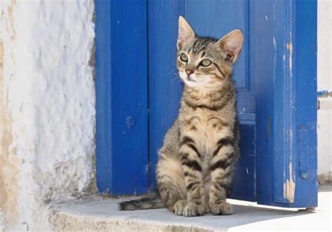 Significados Espirituales Cuando Un Gato Callejero Llega A Tu Casa