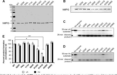 figure   germ  variants  human  methylpurine dna