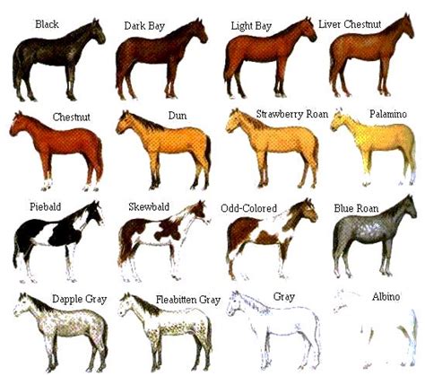 Horse crazy: Horse colors