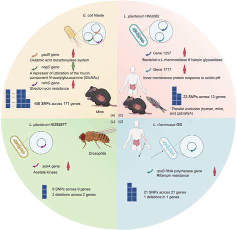 Genomic Mutations Within The Host Microbiome Adaptive Evolution Or