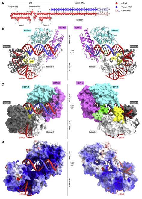 Cryo Em Structure Of The Cas Bt Crrna Target Rna Ternary Complex A