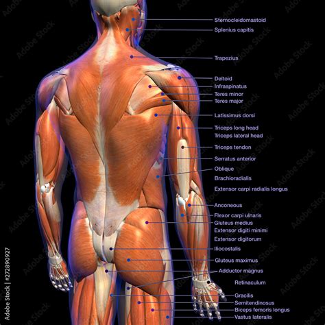 Labeled Anatomy Chart of Male Back Muscles on Black Background. Stock Illustration | Adobe Stock